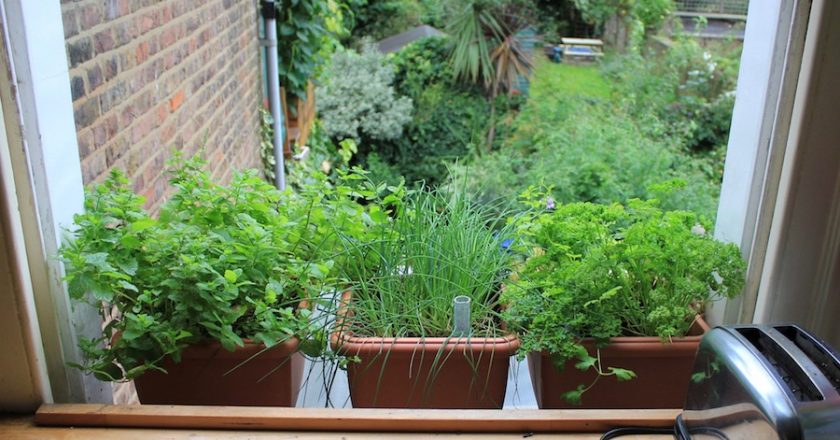 A Little Kitchen Garden Can Enhance Your Finances