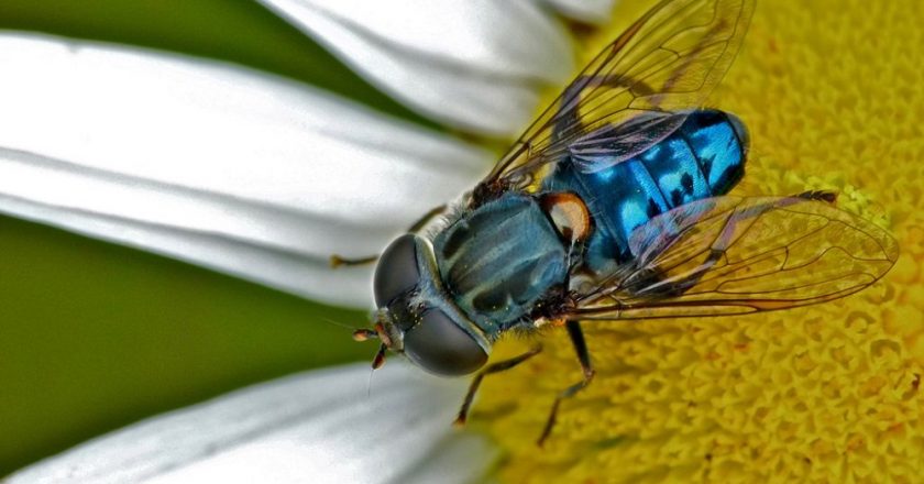 How To Get Rid Of Bluebottle Flies